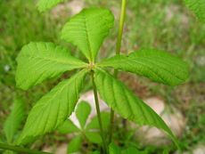 Kastanienbaum 002.JPG